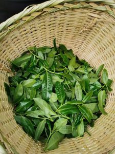 trà phổ nhĩ