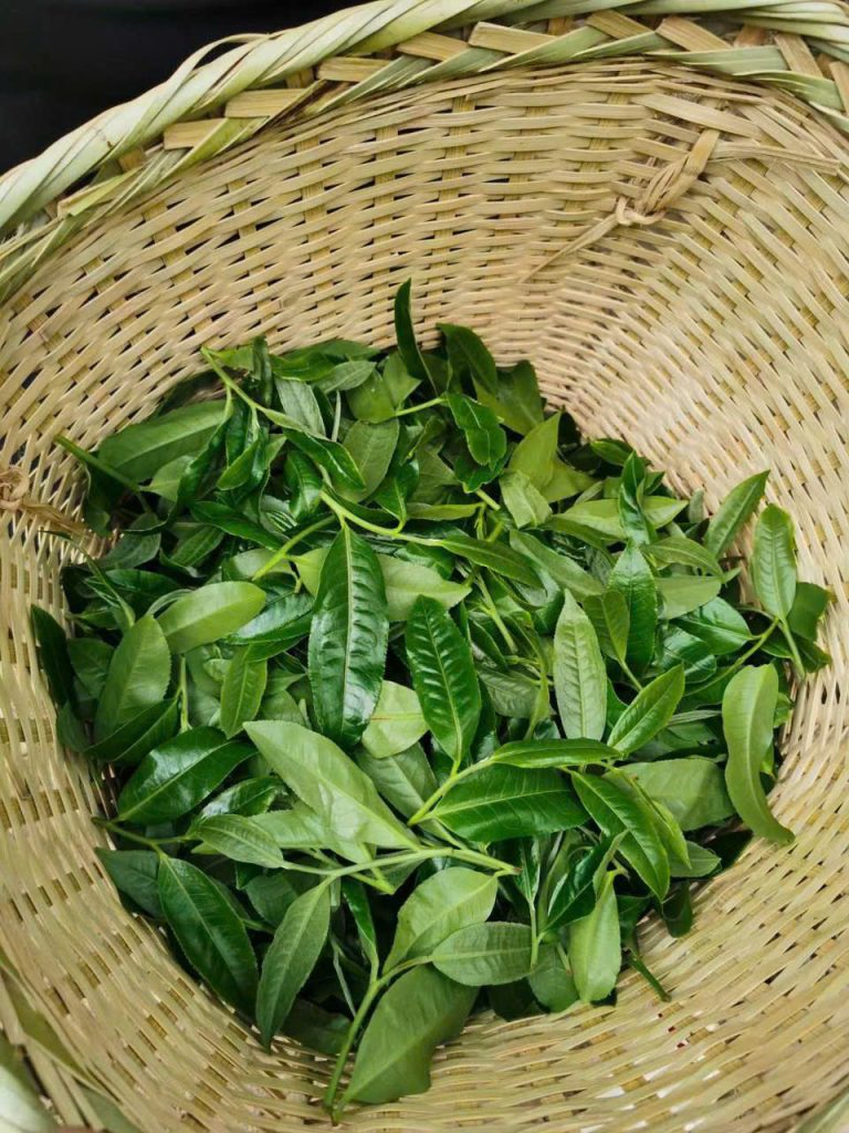 trà phổ nhĩ
